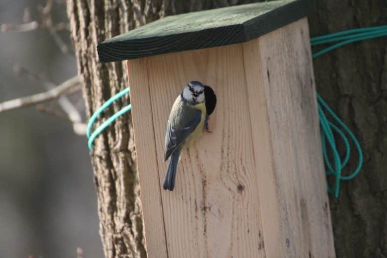 Looking for territorial male tits